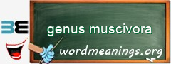 WordMeaning blackboard for genus muscivora